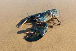 Homarus_americanus_246307486