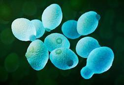 3D_rendering_of_yeast_cells