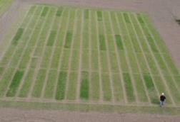 microalgae-trial-2