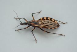 Triatoma_brasiliensis