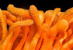 Cordyceps_Militaris