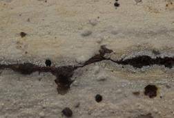 Phanerochaete_sp._(39567241162)