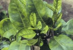citrus greening