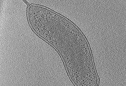 Slice_from_electron_cryotomogram_of_Bdellovibrio_bacteriovorus_cell