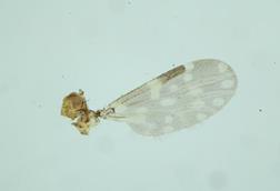 Low-Res_High-resolution microscopic image of insect wing