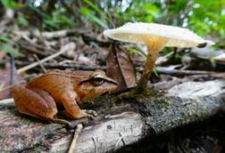 Low-Res_Frog-1-Jack Boyette