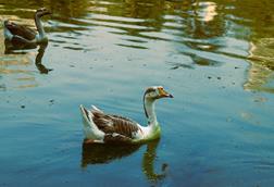 Domestic_Chinese_Geese_Anser_cygnoides_on_green_water_08