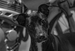 pexels-lucho-castro-barrantes-177098-5032843