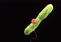 Harmannella_entrapping_Legionella