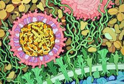 197-Zika_Virus-ZikaVirus.tif