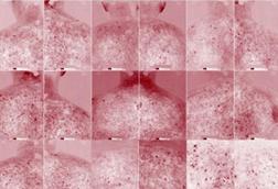 Low-Res_1 (1)