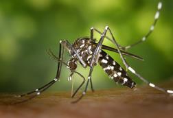 CDC-Gathany-Aedes-albopictus-1