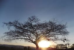 otonival-the-tree-of-life-2391331