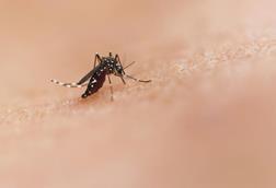 Low-Res_Mosquito_Ades mosquito biting skin_credit National Institute of Allergy and Infectious Diseases on Unsplash Z2pq_4mj6BI