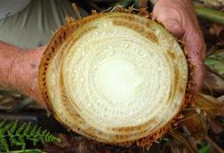 Banana_(Variety-_Koa_e_Kea)-_Fusarium_wilt_(Panama_disease)_-_26445956338