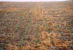 Ackerbohnen-Direktsaat_2