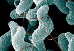 ARS_Campylobacter_jejuni