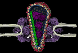 Low-Res_capsid_IN_CypA_2ssRNA_sbcgNPC_6CACypA_nofront_v2_4k_transparent (1)