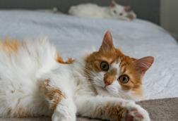 pexels-liisbet-luup-121486327-35620586