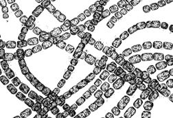201606_06_cyanobacteria