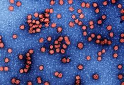 Hepatitis_b