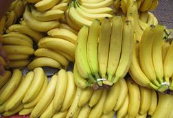 Cavendish_banana_(Philippines)