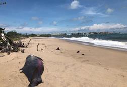 Low-Res_stranded-pygmy-whale-beach