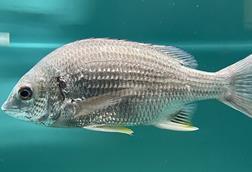 Acanthopagrus_latus_Umitamago