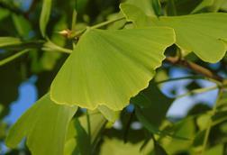 Ginkgo_biloba.004_-_Ponferrada