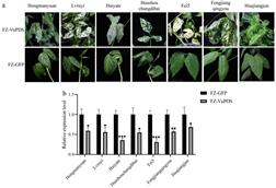 image (11)