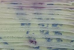 Candida_parapsilosis_ATCC_22019_growth_on_Chromagar