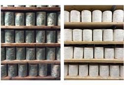 Low-Res_Photos of cheese wheels in 2016 on left and in 2022 on right
