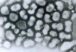Influenza_A_-_late_passage