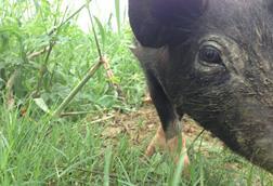 Pig_Farming_in_Nepal