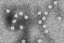Canines_Parvovirus