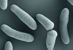 Corynebacterium_glutamicum_(VAAM)