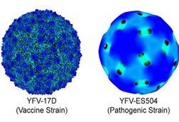 Low-Res_sci-yfv-virus-structures-1080x755-crop