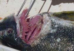 Delistes_luxatus_gills_usgs
