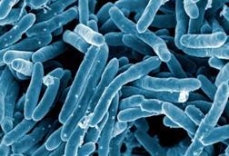 Mycobacterium_tuberculosis_Bacteria_(16843981465)