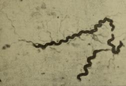 Comptes_rendus_des_sances_de_la_Socit_de_biologie_et_de_ses_filiales_(1906)_(20487000819)