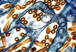 H5N1_avian_influenza (1)