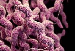 Campylobacteriosis