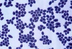 Saccharomyces_boulardii