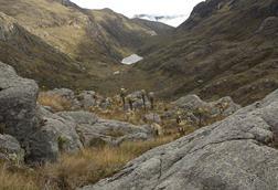 Páramo_del_Consuelo_9,_Boyacá,_Colombia