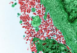 Rabies_Virus_(51706598561)