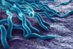 Anaplasmosis_bacteria
