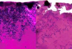 Low-Res_featured_histology