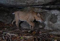 Low-Res_Bobcat-7363