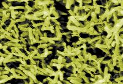 ClostridiumDifficile