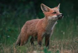 pexels-kirk-thornton-3664637-14981202